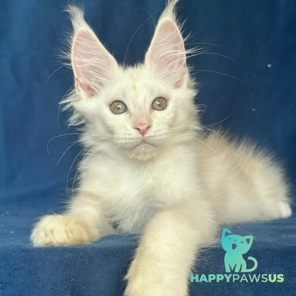 Nessi Maine Coon female red silver shaded - live animals