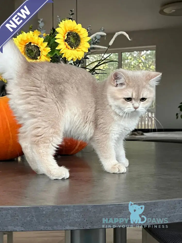 Nessi Scottish Straight female lilac golden shaded live animals