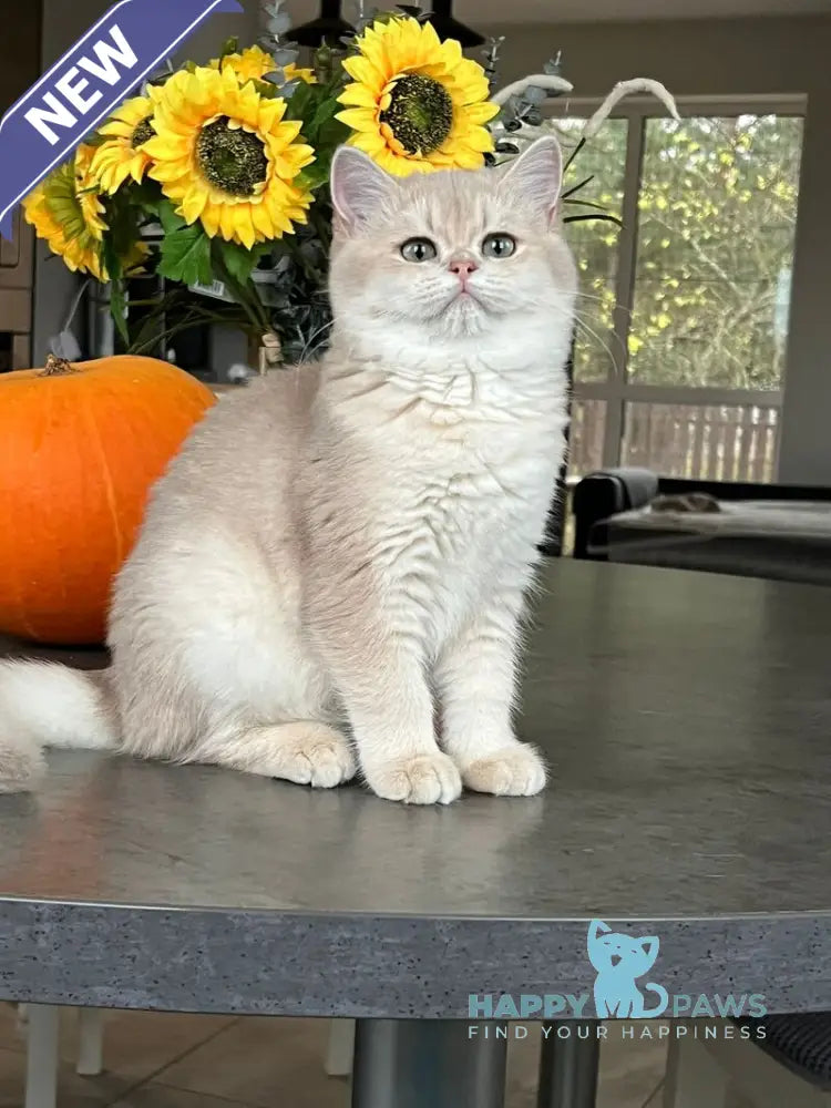 Nessi Scottish Straight female lilac golden shaded live animals