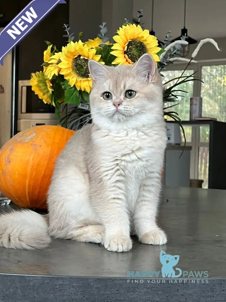 Nessi Scottish Straight female lilac golden shaded live animals