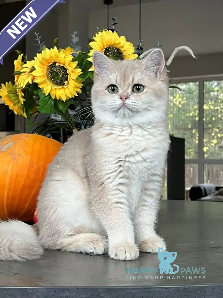 Nessi Scottish Straight female lilac golden shaded live animals