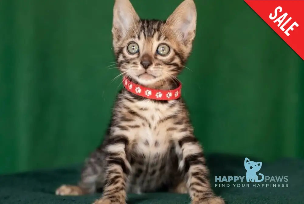 Nessie Bengal female black spotted tabby live animals