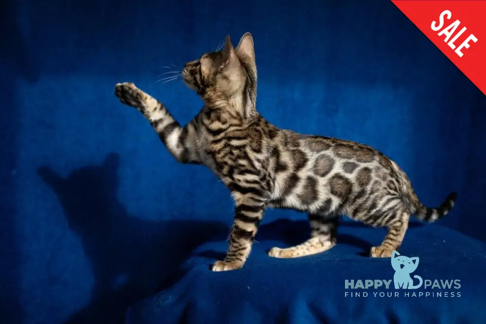 Nessie Bengal female black spotted tabby live animals