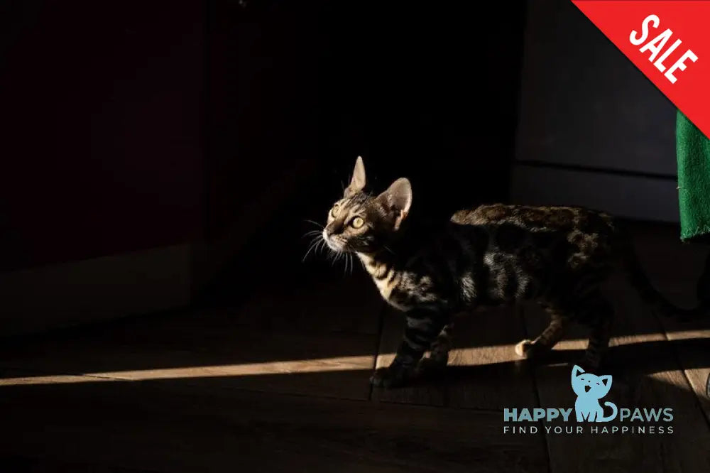 Nessie Bengal female black spotted tabby live animals