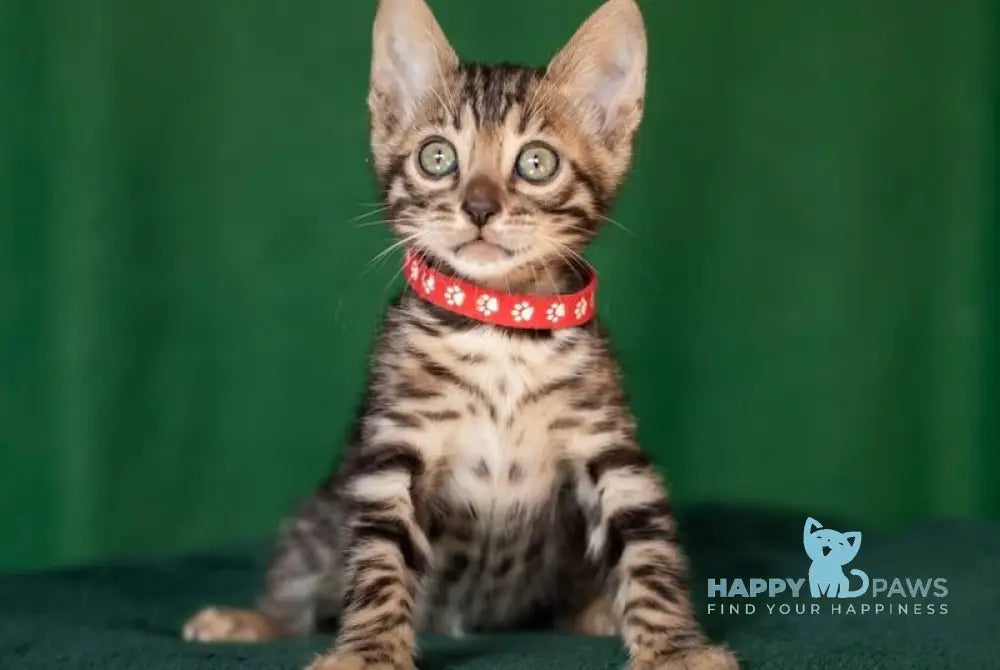 Nessie Bengal female black spotted tabby live animals