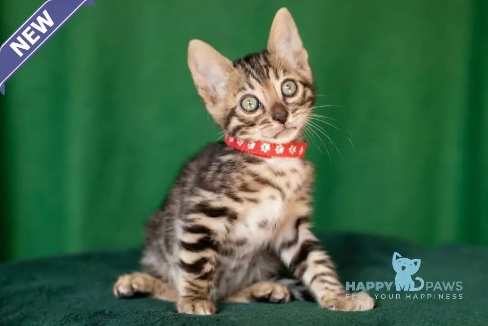 Nessie Bengal female black spotted tabby live animals