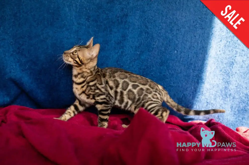 Nessie Bengal female black spotted tabby live animals