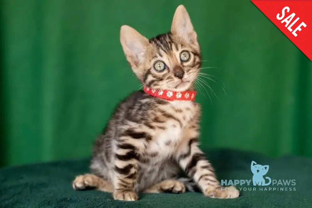 Nessie Bengal female black spotted tabby live animals