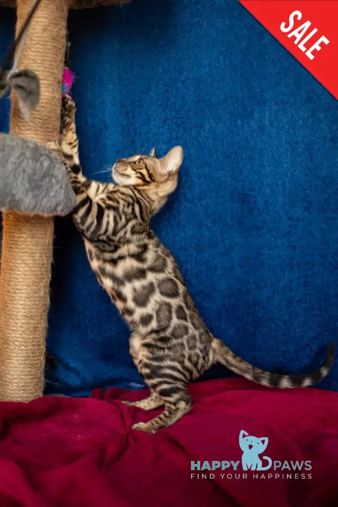 Nessie Bengal female black spotted tabby live animals