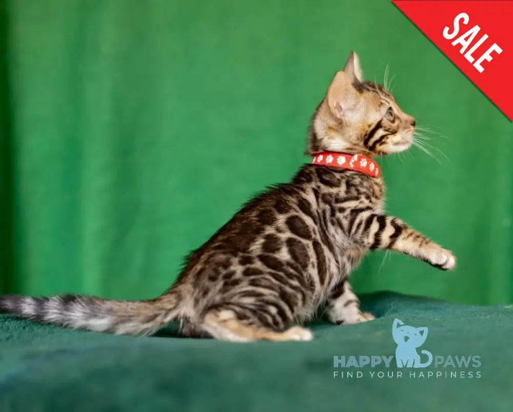 Nessie Bengal female black spotted tabby live animals