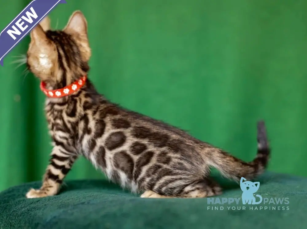 Nessie Bengal female black spotted tabby live animals