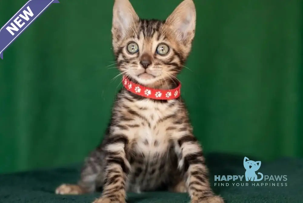 Nessie Bengal female black spotted tabby live animals