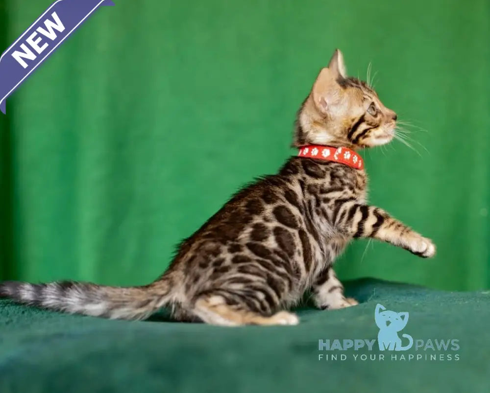 Nessie Bengal female black spotted tabby live animals