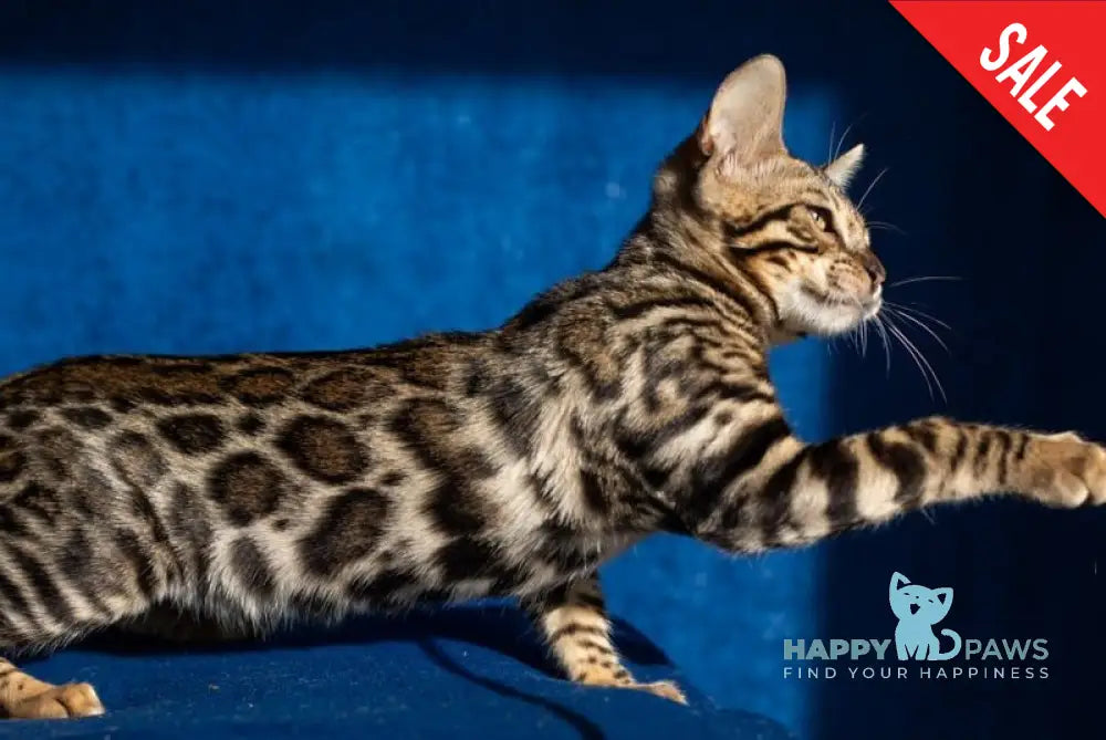 Nessie Bengal female black spotted tabby live animals