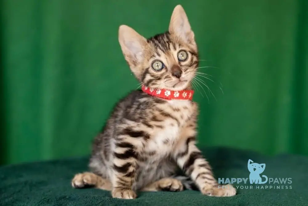 Nessie Bengal female black spotted tabby live animals