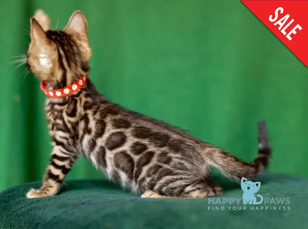 Nessie Bengal female black spotted tabby live animals