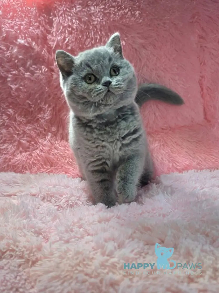 Nessie British Shorthair female blue live animals