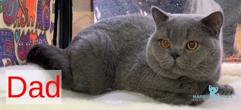 Nessie British Shorthair female blue live animals