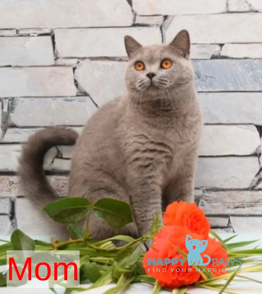 Nessie British Shorthair female blue live animals