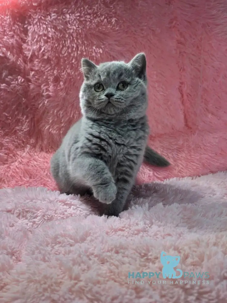 Nessie British Shorthair female blue live animals