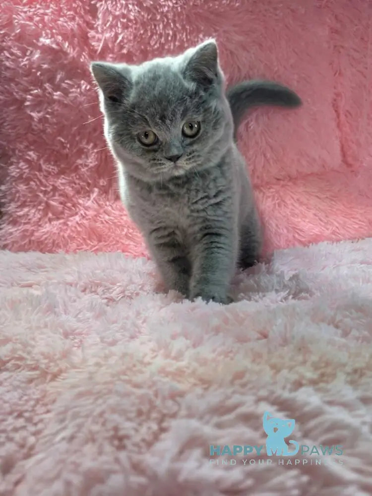 Nessie British Shorthair female blue live animals