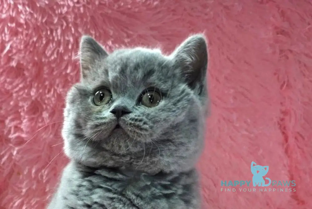 Nessie British Shorthair female blue live animals