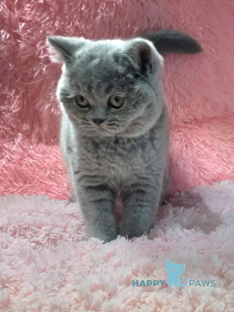 Nessie British Shorthair female blue live animals