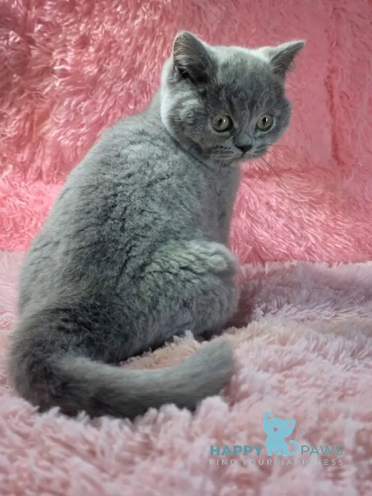 Nessie British Shorthair female blue live animals