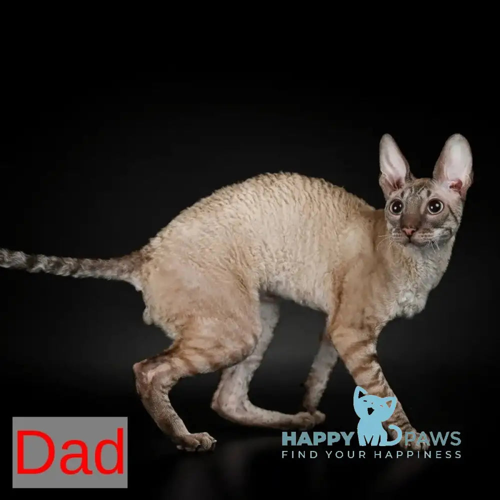 Nest Cornish Rex male white live animals