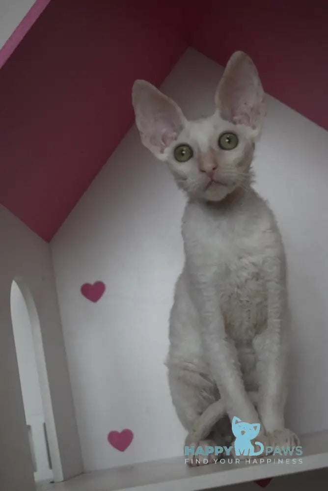 Nest Cornish Rex male white live animals