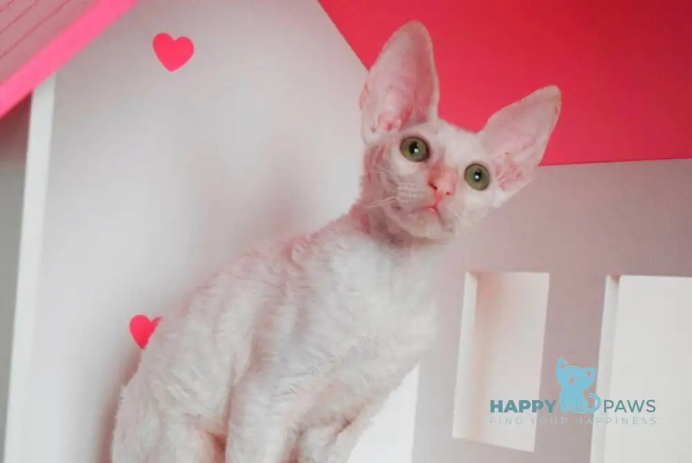 Nest Cornish Rex male white live animals