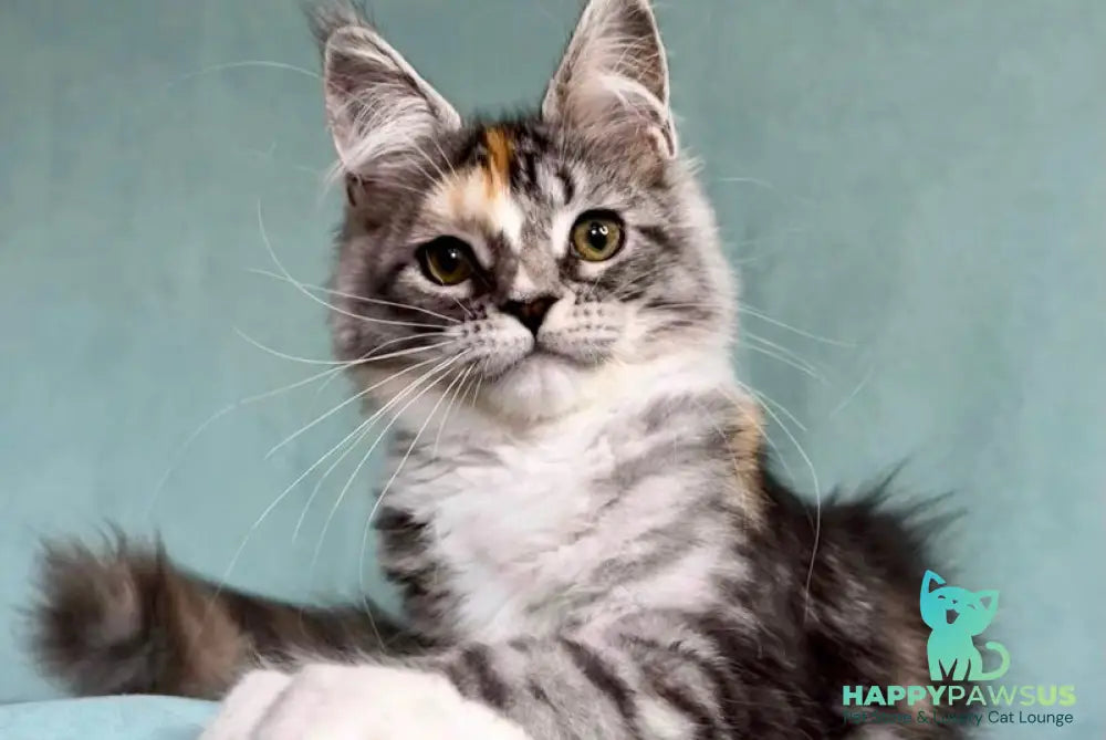 Nestle Maine Coon female black tortie silver tabby with white - live animals
