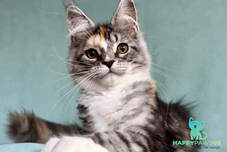 Nestle Maine Coon female black tortie silver tabby with white - live animals