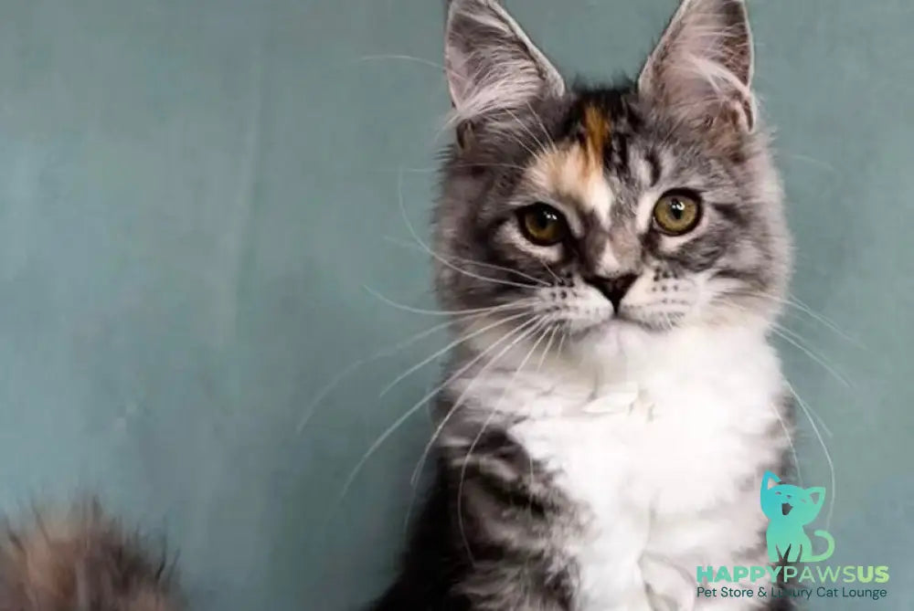 Nestle Maine Coon female black tortie silver tabby with white - live animals