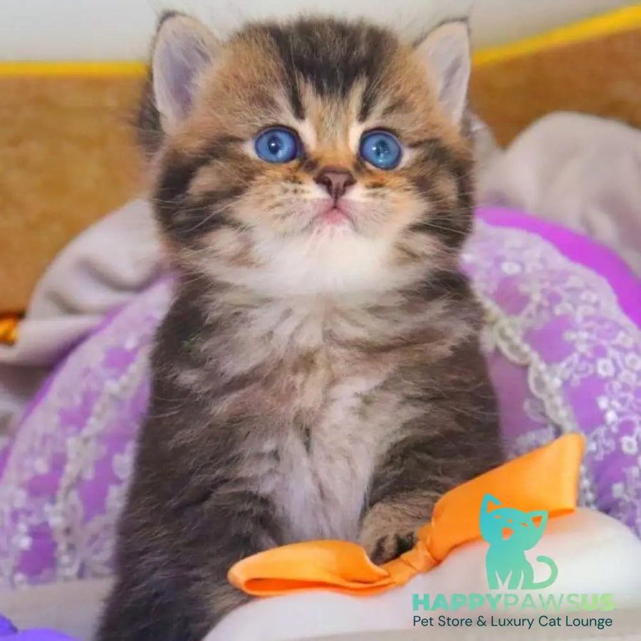 Nestor British Shorthair male black ticked tabby - live animals