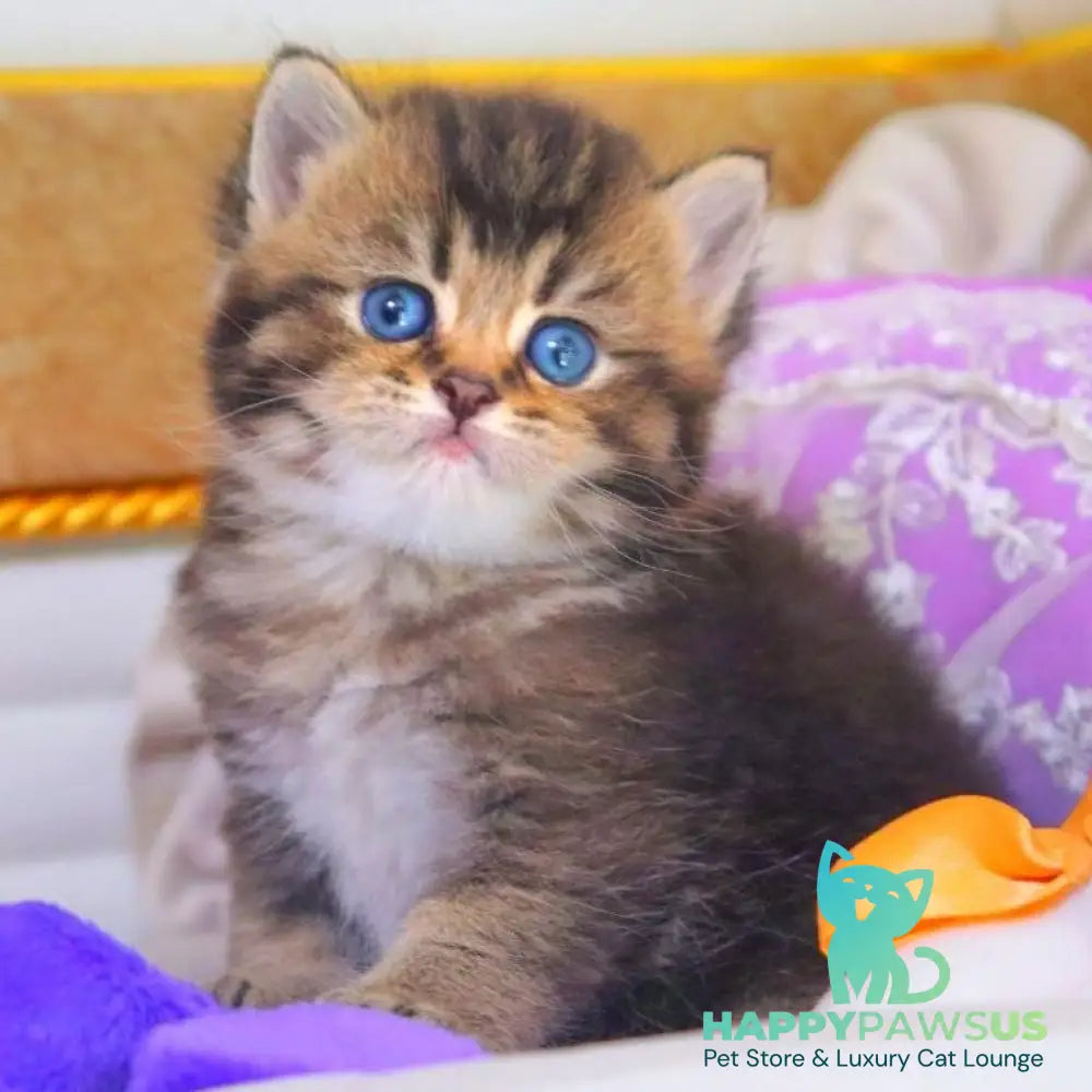 Nestor British Shorthair male black ticked tabby - live animals