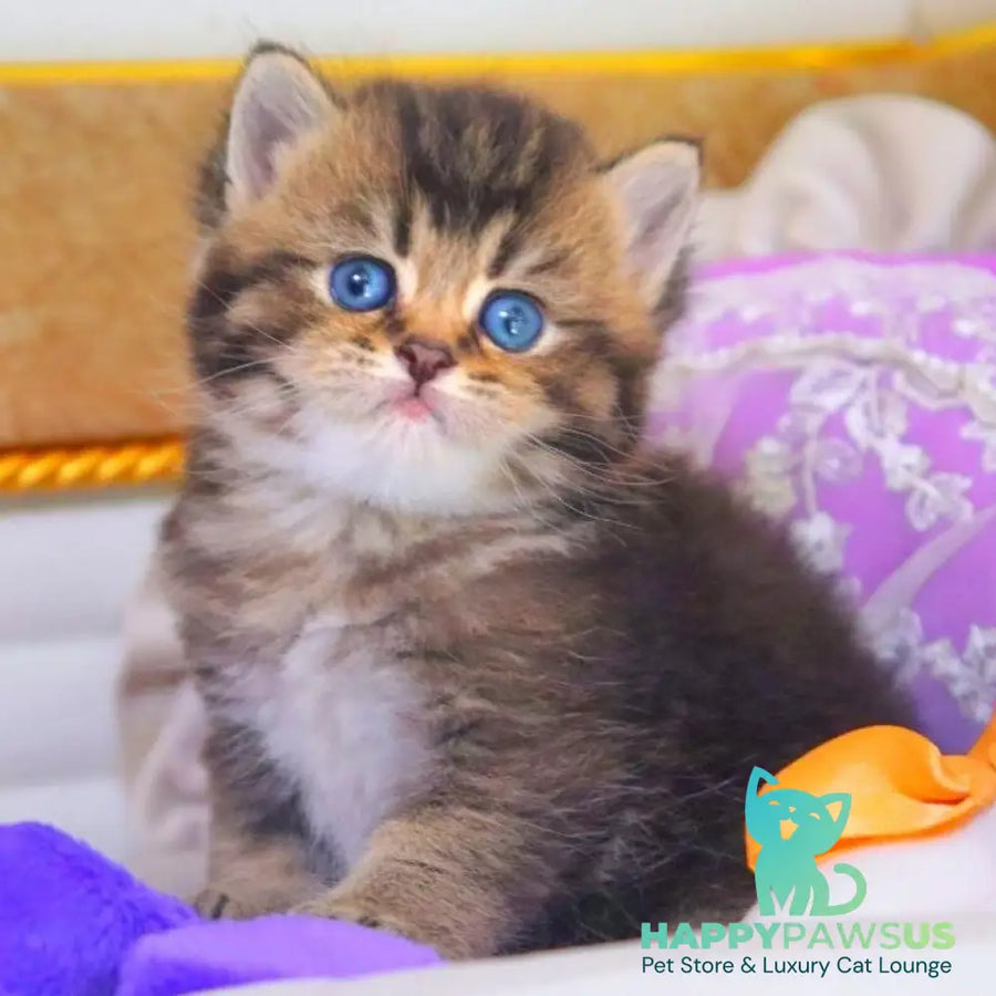 Nestor British Shorthair male black ticked tabby - live animals