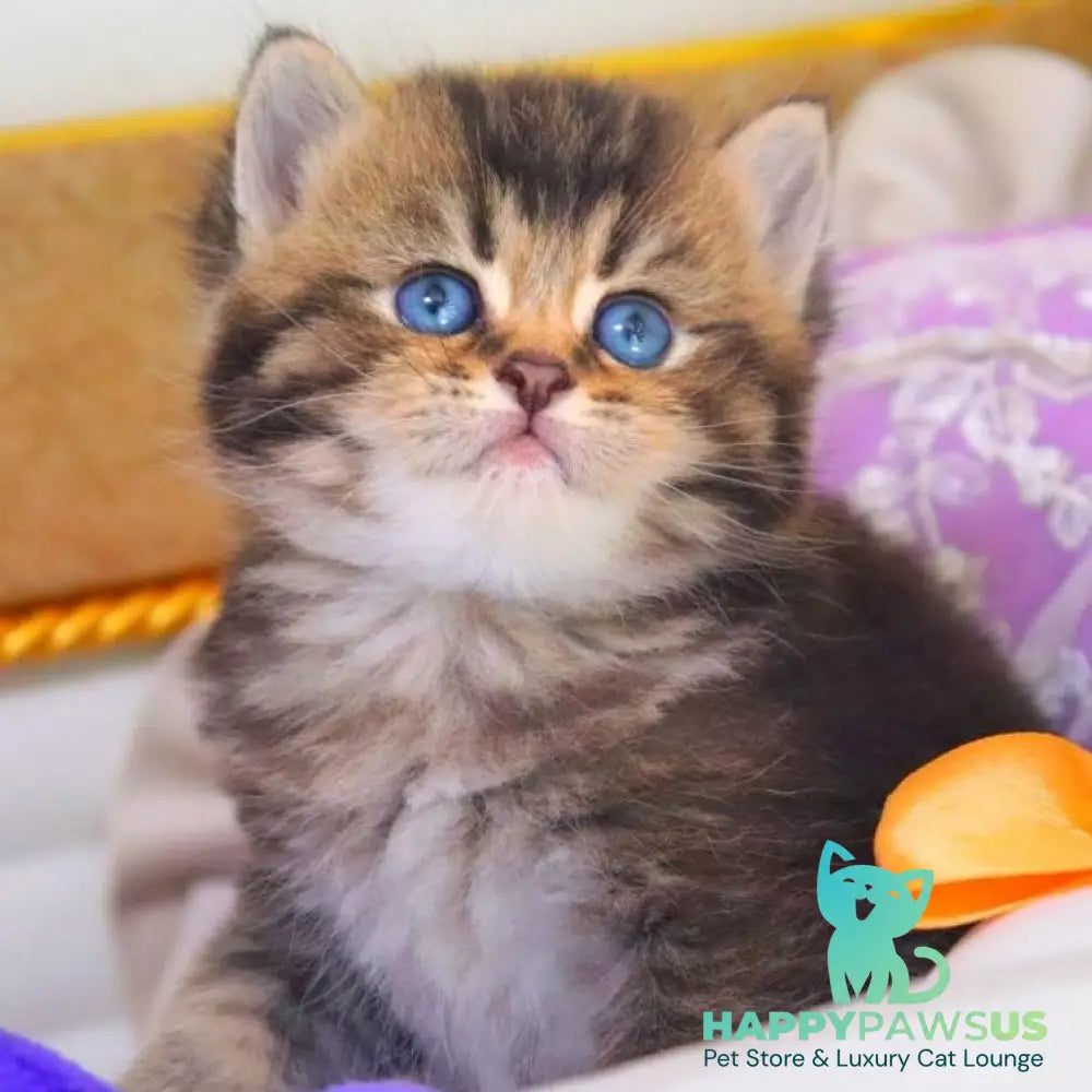 Nestor British Shorthair male black ticked tabby - live animals