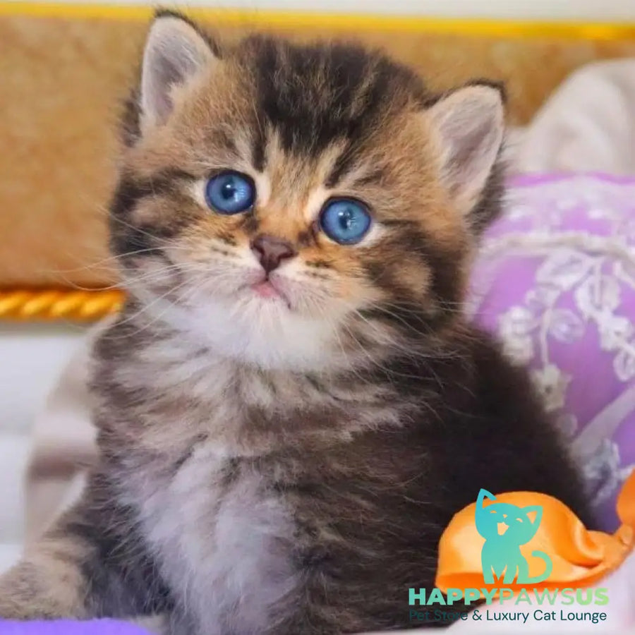 Nestor British Shorthair male black ticked tabby - live animals