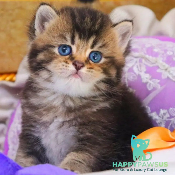 Nestor British Shorthair male black ticked tabby - live animals