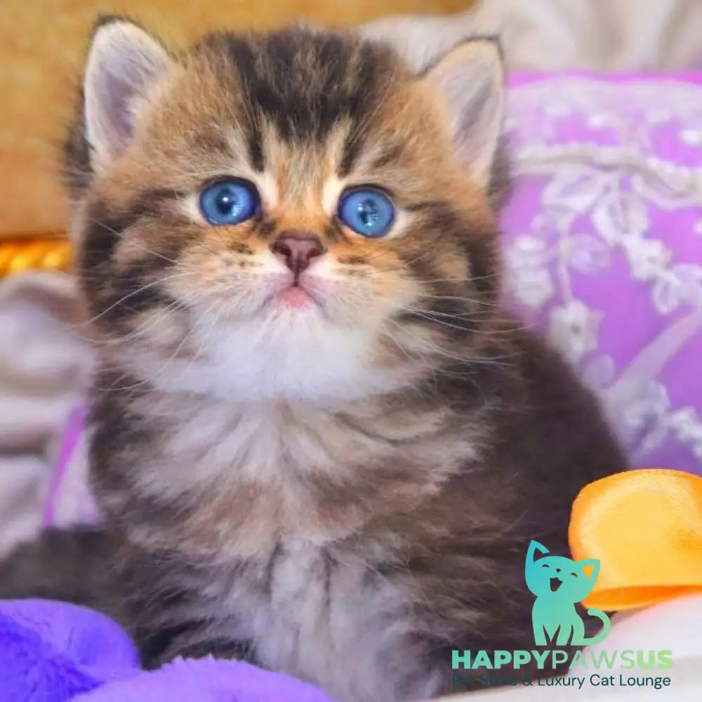 Nestor British Shorthair male black ticked tabby - live animals