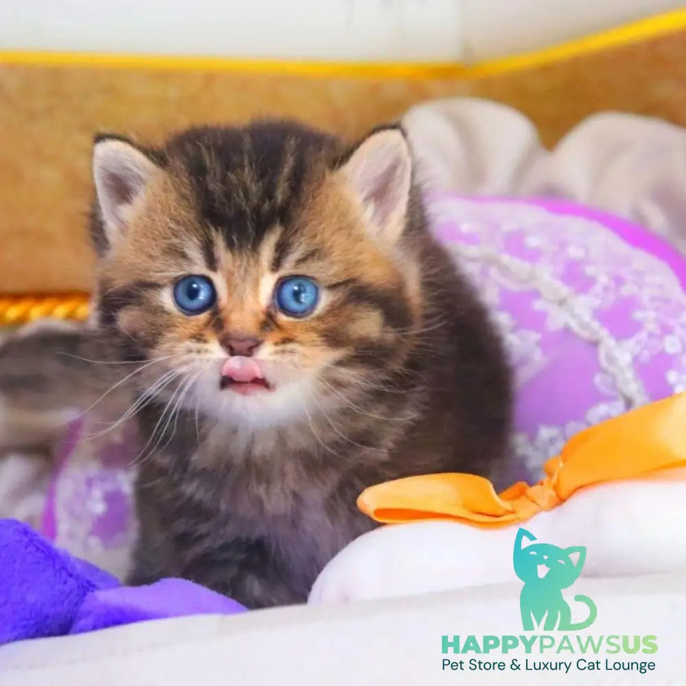 Nestor British Shorthair male black ticked tabby - live animals