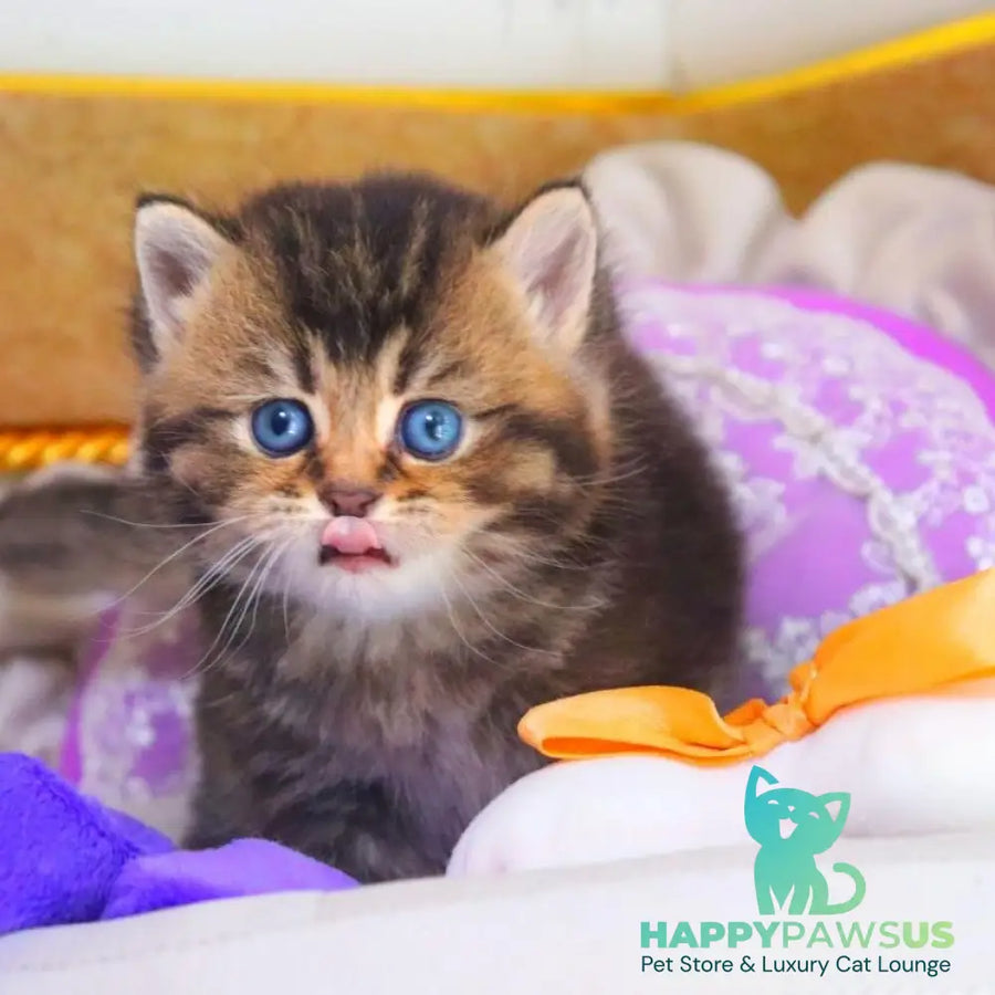 Nestor British Shorthair male black ticked tabby - live animals