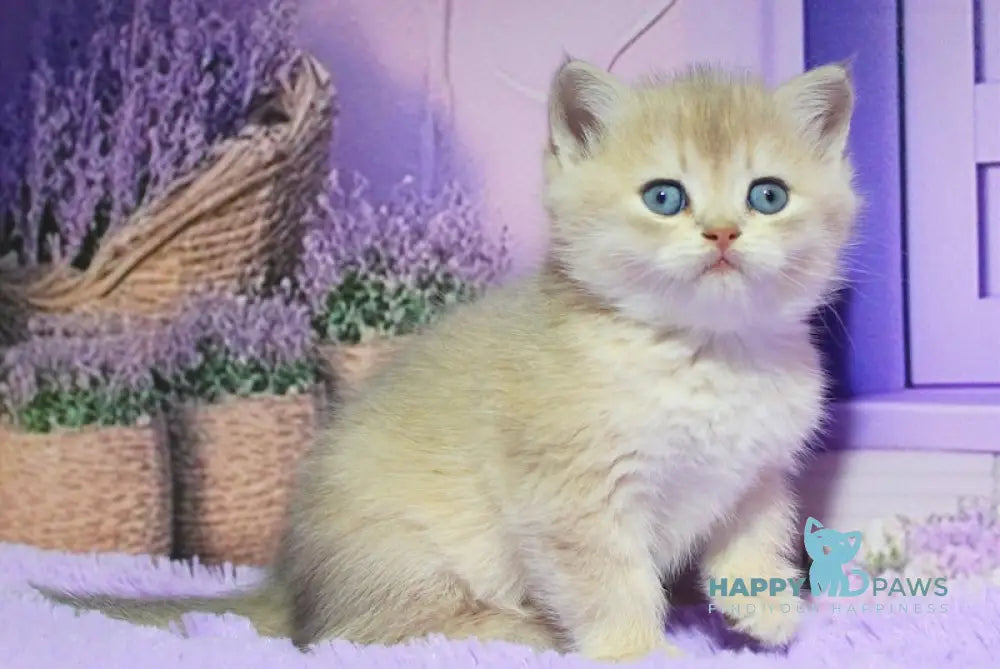 Nestor British Shorthair male blue golden shaded live animals