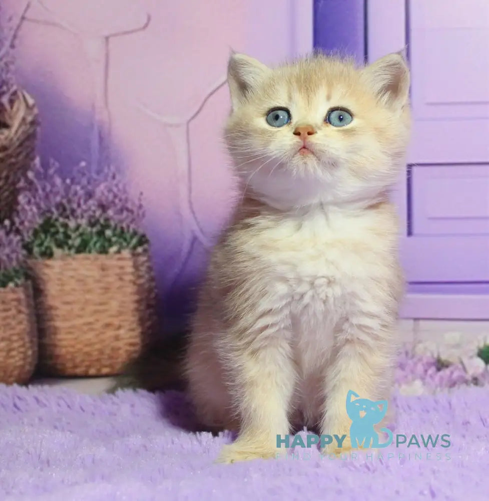 Nestor British Shorthair male blue golden shaded live animals