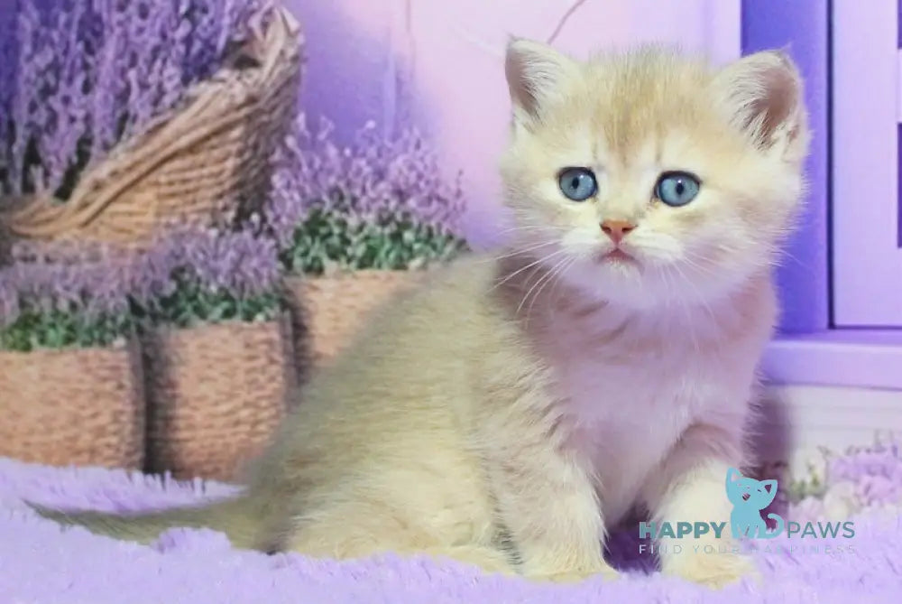 Nestor British Shorthair male blue golden shaded live animals