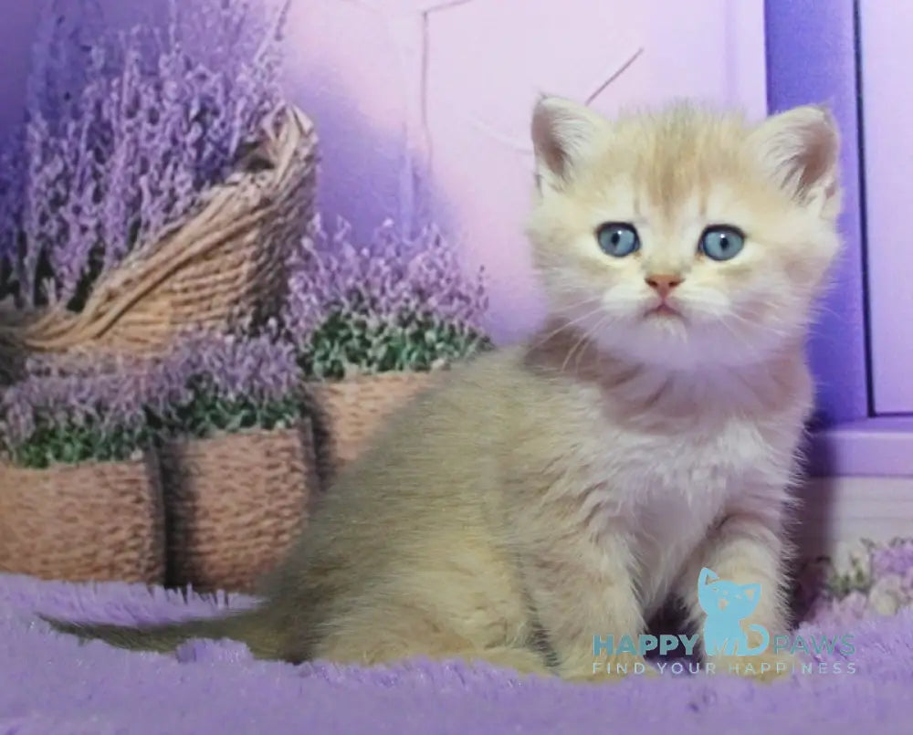 Nestor British Shorthair male blue golden shaded live animals