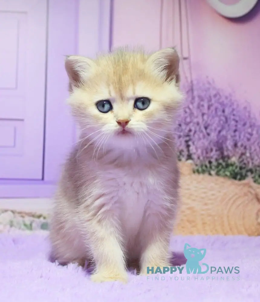 Nestor British Shorthair male blue golden shaded live animals