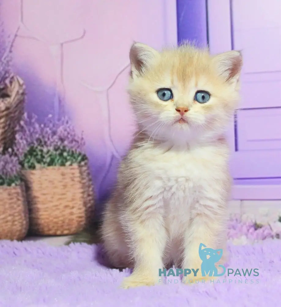 Nestor British Shorthair male blue golden shaded live animals