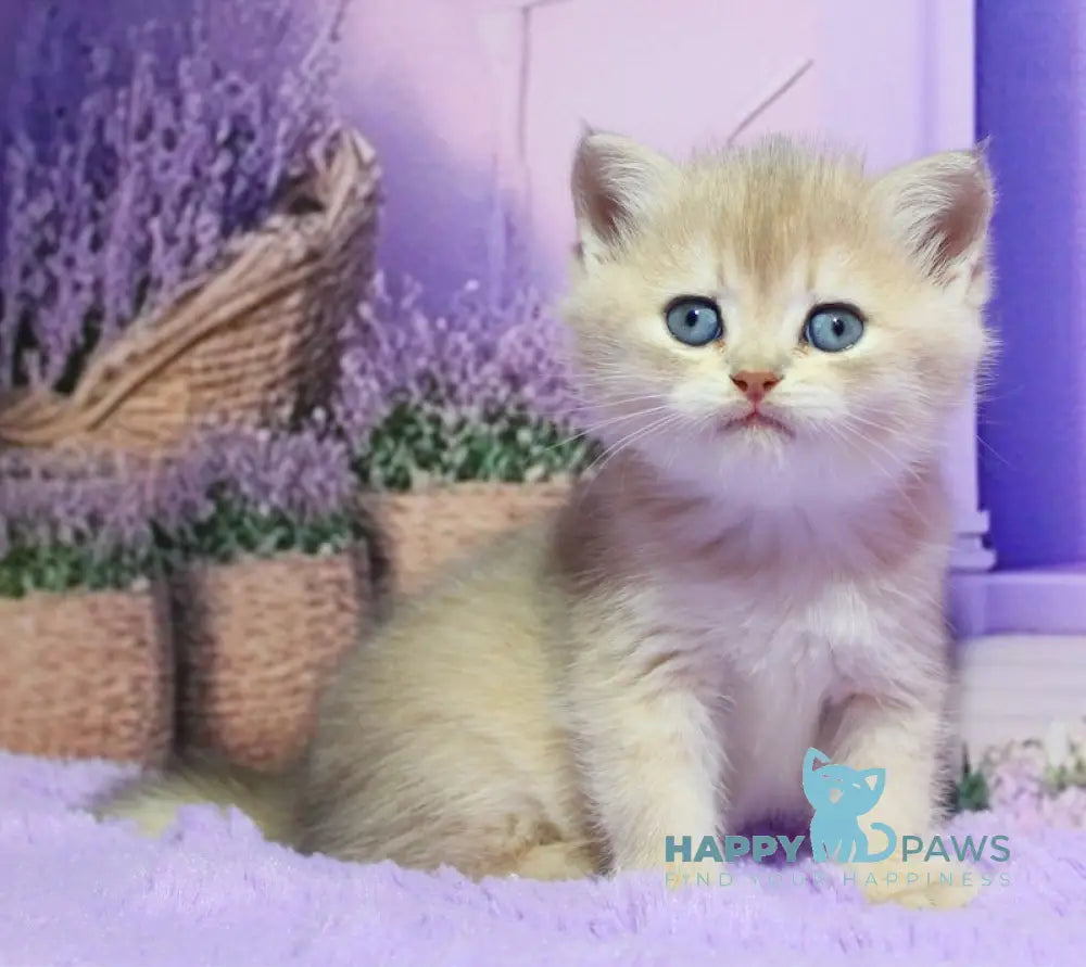 Nestor British Shorthair male blue golden shaded live animals